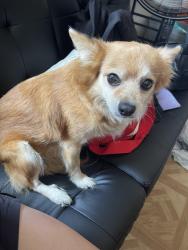 Lost Female Dog last seen Main / 75th, San Pedro / 75th, Los Angeles, CA 90003
