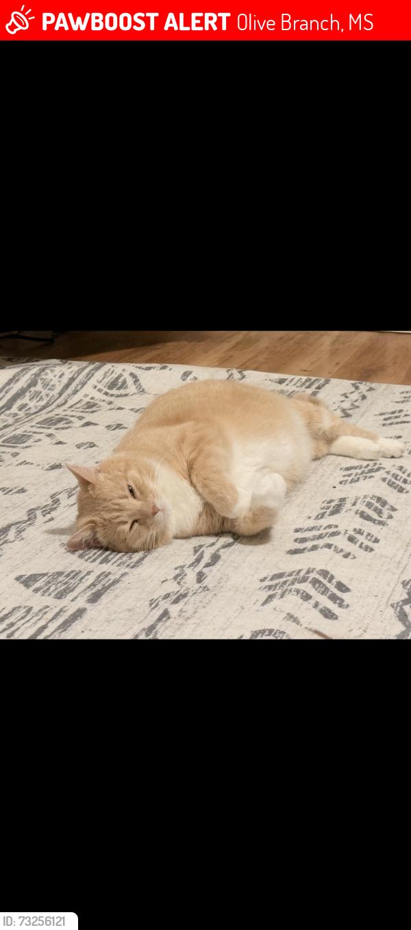 Lost Male Cat last seen Braybourne Subdivision, Olive Branch, MS 38654