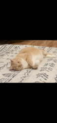 Lost Male Cat last seen Braybourne Subdivision, Olive Branch, MS 38654