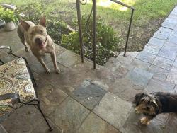 Found/Stray Female Dog last seen Ave J and Jackson, San Angelo, TX 76901