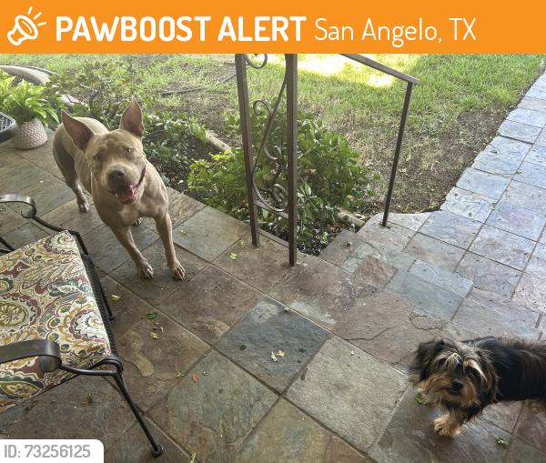 Found/Stray Female Dog last seen Ave J and Jackson, San Angelo, TX 76901