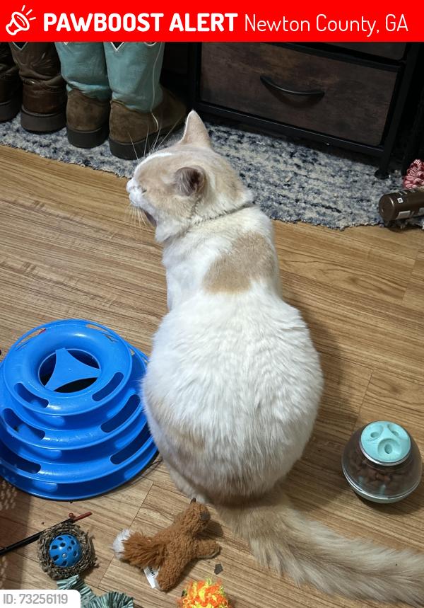 Lost Male Cat last seen Highway 81 townley road, Newton County, GA 30054