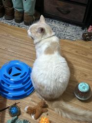 Lost Male Cat last seen Highway 81 townley road, Newton County, GA 30054