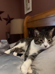 Lost Male Cat last seen West Parsons, Watervliet, MI 49098