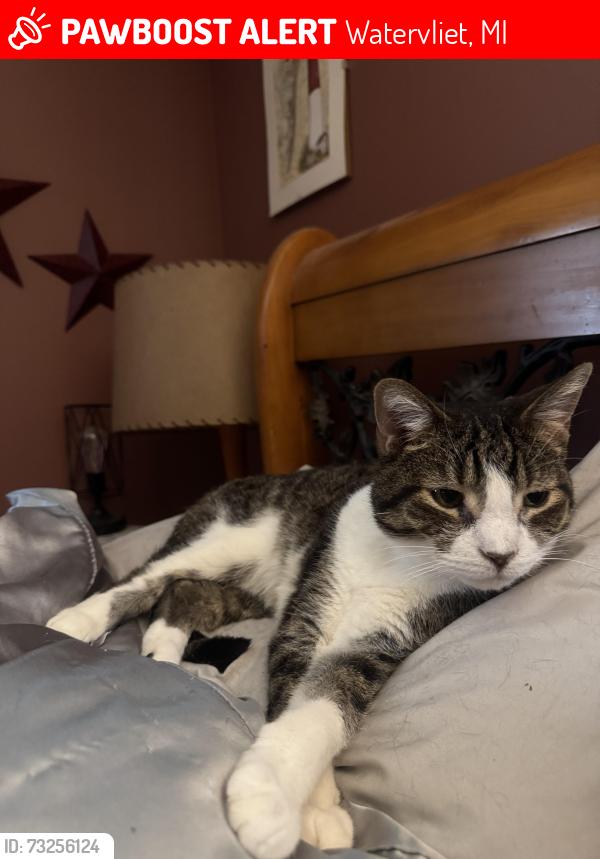 Lost Male Cat last seen West Parsons, Watervliet, MI 49098