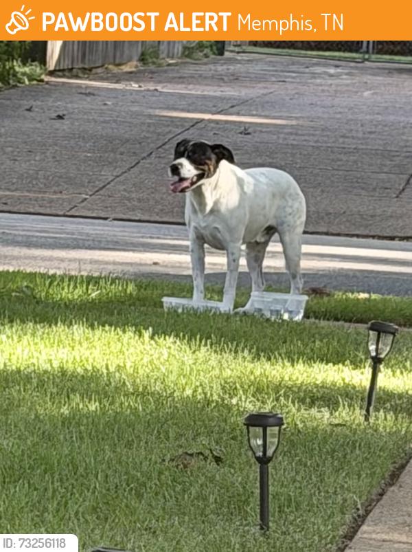 Found/Stray Male Dog last seen Suggs and Poplar, Memphis, TN 38120