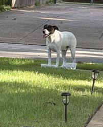 Found/Stray Male Dog last seen Suggs and Poplar, Memphis, TN 38120