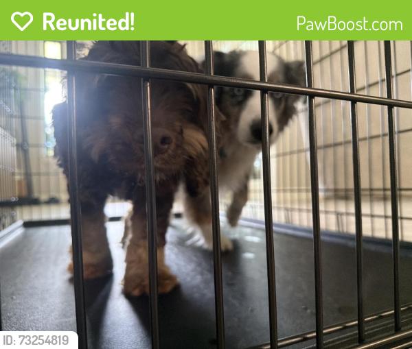Reunited Unknown Dog last seen Magnolia reserve loop, Montgomery County, TX 77354