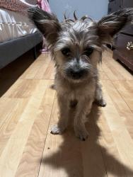 Reunited Male Dog last seen Pioneer and britain, Irving, TX 75061