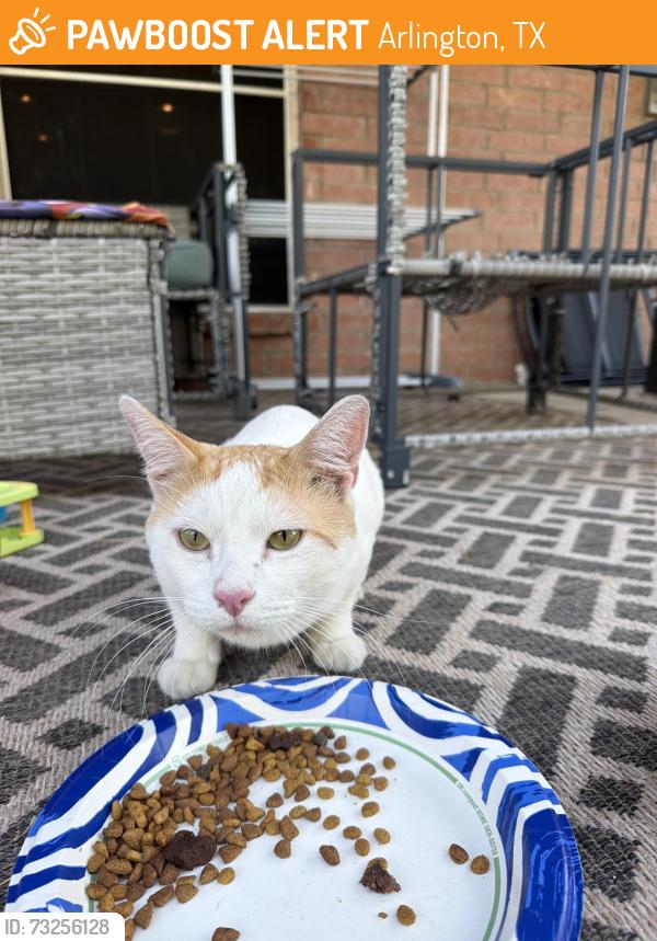Found/Stray Male Cat last seen lyra ln arlington tx, Arlington, TX 76013
