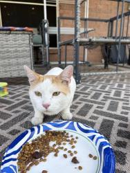 Found/Stray Male Cat last seen lyra ln arlington tx, Arlington, TX 76013