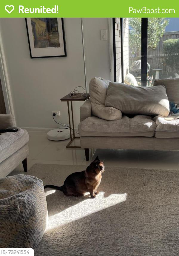 Reunited Female Cat last seen Lincoln Crescent, Upper Kedron, QLD 4055