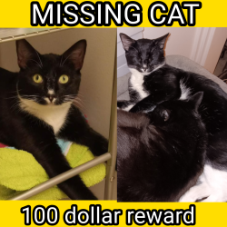 Lost Male Cat last seen Greens boulevard, Myrtle Beach, SC 29577