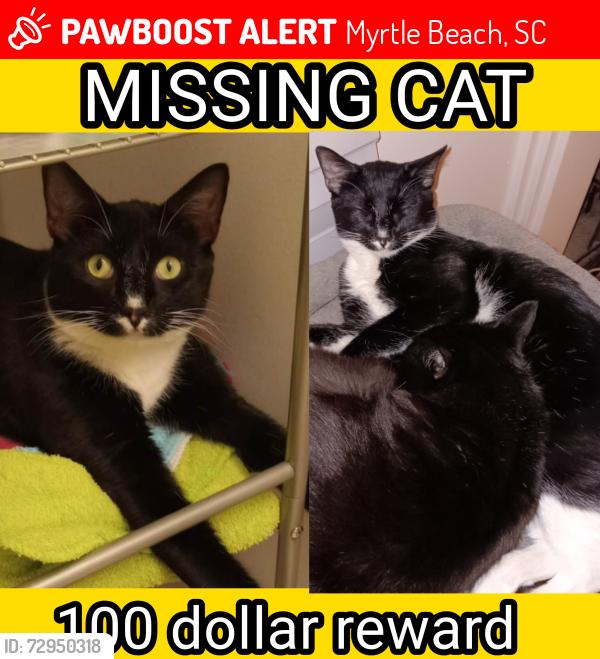 Lost Male Cat last seen Greens boulevard, Myrtle Beach, SC 29577