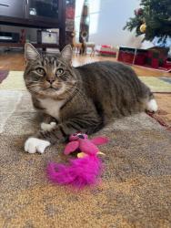 Lost Female Cat last seen Near San Palo Ave., Wilmington, NC 28409