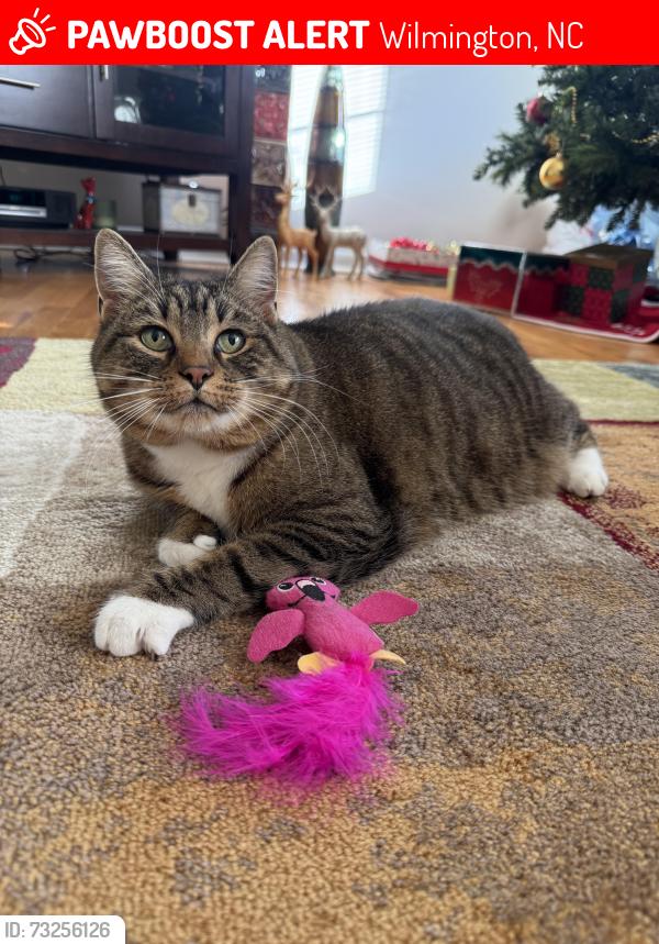 Lost Female Cat last seen Near San Palo Ave., Wilmington, NC 28409