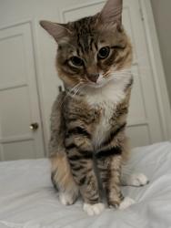 Reunited Male Cat last seen Brookgreen Rd., Downey, CA 90242