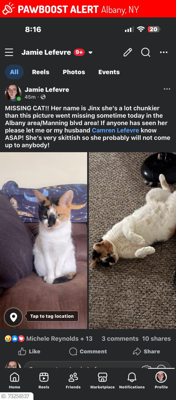 Lost Female Cat last seen Washington ave western ave, Albany, NY 12206
