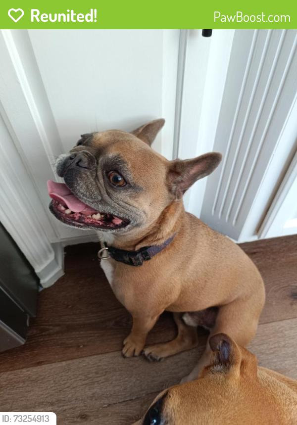 Reunited Male Dog last seen Hearthside Dr, Grapevine, TX 76051