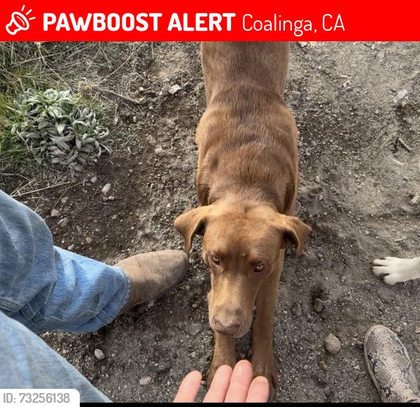 Lost Female Dog last seen On I5 - 2 miles north of exit 337, Coalinga, CA 93210