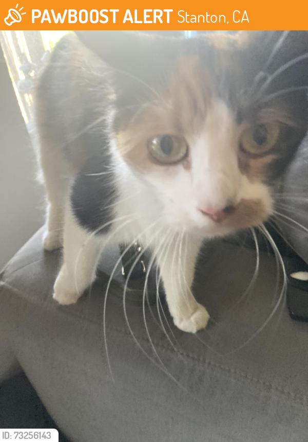 Found/Stray Unknown Cat last seen Came up to the door, Stanton, CA 90680