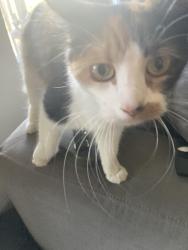 Found/Stray Unknown Cat last seen Came up to the door, Stanton, CA 90680