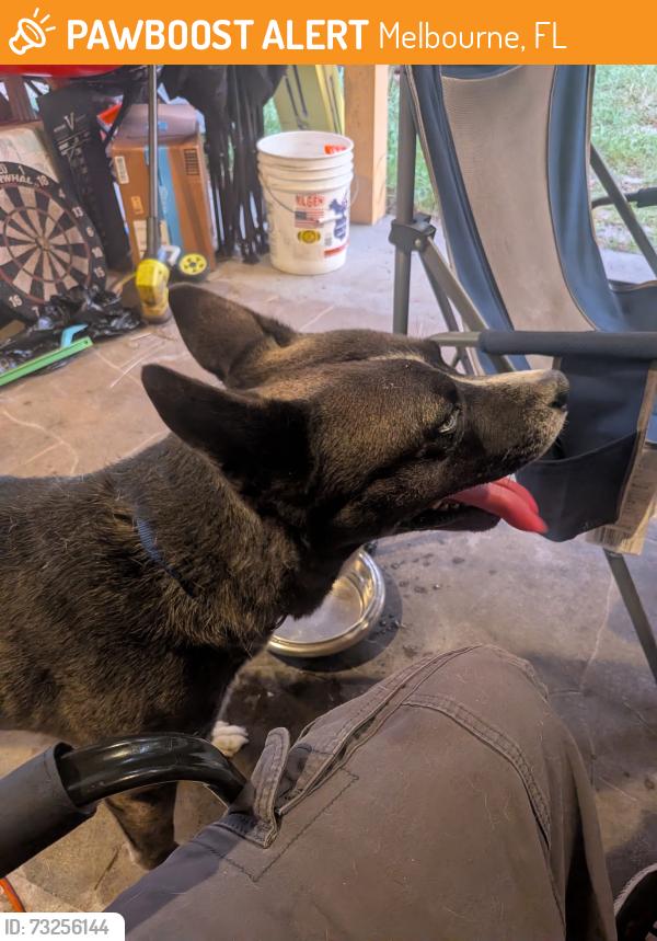 Found/Stray Male Dog last seen Locksley Rd, Melbourne, FL 32935