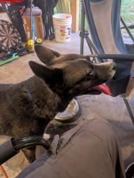Found/Stray Male Dog last seen Locksley Rd, Melbourne, FL 32935