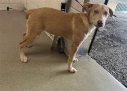 Shelter Stray Female Dog last seen MISSION/MT.VIEW, 333 Chandler Pl, San Bernardino, CA 92408, USA
