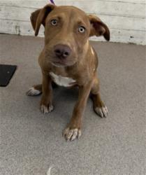 Shelter Stray Female Dog last seen MISSION/MT.VIEW, 333 Chandler Pl, San Bernardino, CA 92408, USA