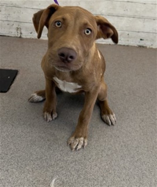 Shelter Stray Female Dog last seen MISSION/MT.VIEW, 333 Chandler Pl, San Bernardino, CA 92408, USA