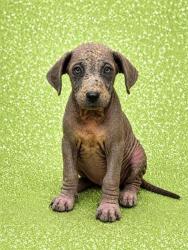 Shelter Stray Female Dog last seen Near BLOCK MOTT ST, 2020 Forest St, Jacksonville, FL 32204, USA