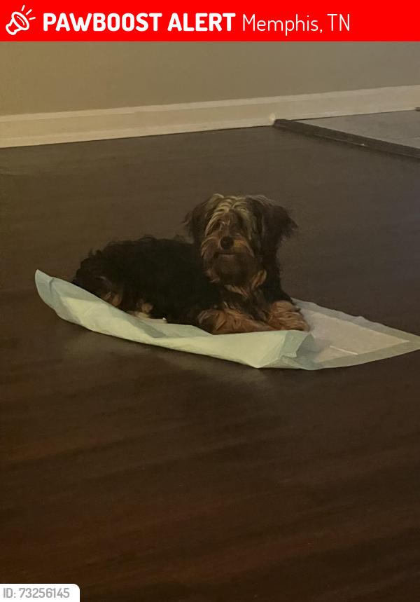Lost Male Dog last seen Raleigh Lagrange and whitten rd, Memphis, TN 38134