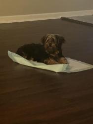 Lost Male Dog last seen Raleigh Lagrange and whitten rd, Memphis, TN 38134