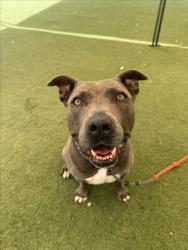 Shelter Stray Female Dog last seen , 11361 W Pico Blvd, Los Angeles, CA 90064, USA