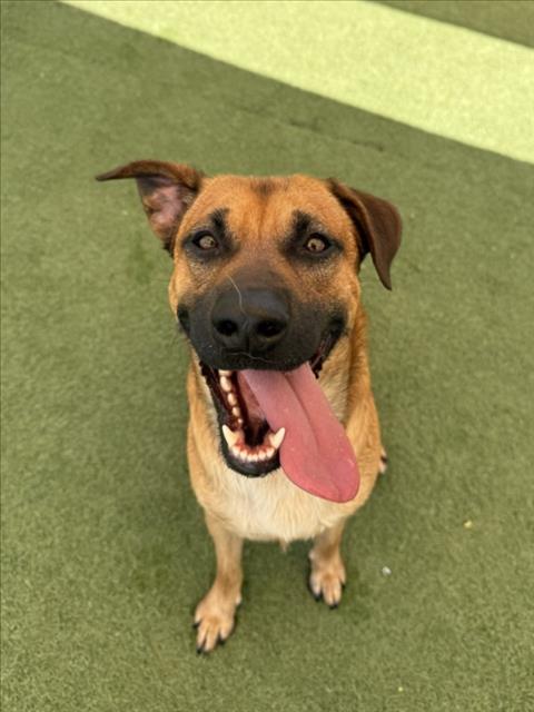 Shelter Stray Male Dog last seen , 11361 W Pico Blvd, Los Angeles, CA 90064, USA
