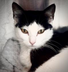 Shelter Stray Female Cat last seen , 11361 W Pico Blvd, Los Angeles, CA 90064, USA