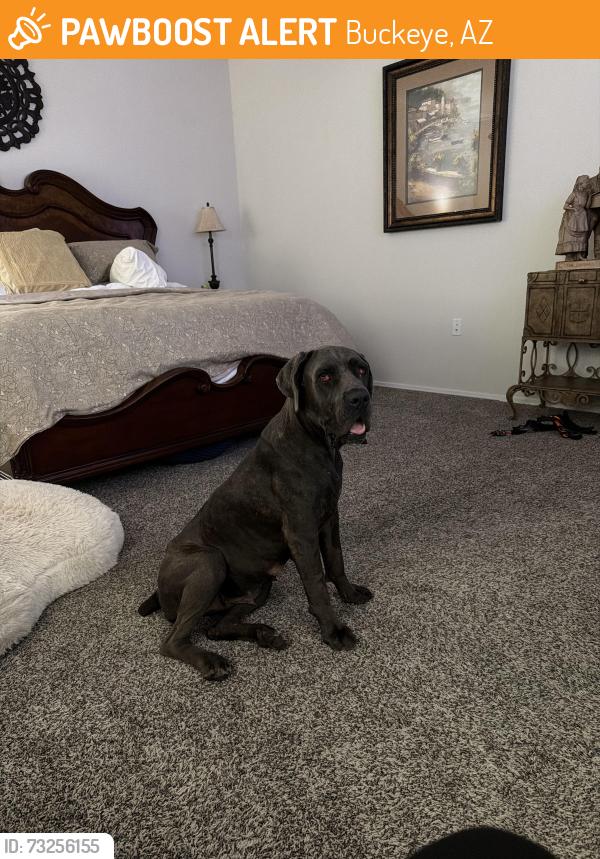 Found/Stray Female Dog last seen Yuma Rd. & Apache Rd., Buckeye, AZ 85326