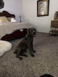 Found/Stray Female Dog last seen Yuma Rd. & Apache Rd., Buckeye, AZ 85326