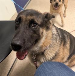 Shelter Stray Female Dog last seen Near BLOCK EUCALYPTUS DR, BAKERSFIELD CA 93306, 3951 Fruitvale Ave, Bakersfield, CA 93308, USA