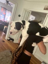 Reunited Male Dog last seen North Coast family foundation, Cleveland, OH 44109