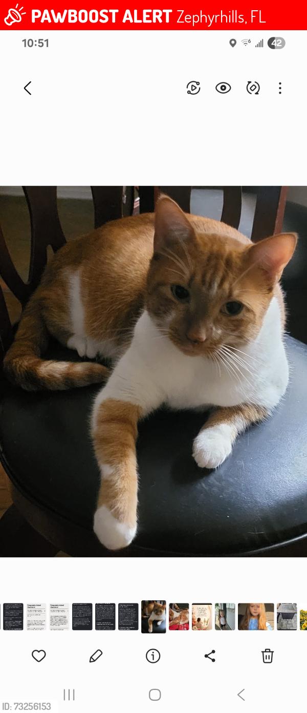 Lost Male Cat last seen Wrencrest, Zephyrhills, FL 33543