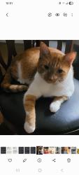 Lost Male Cat last seen Wrencrest, Zephyrhills, FL 33543