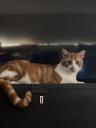 Lost Male Cat last seen Colfax dr, Lemon Grove, CA 91945