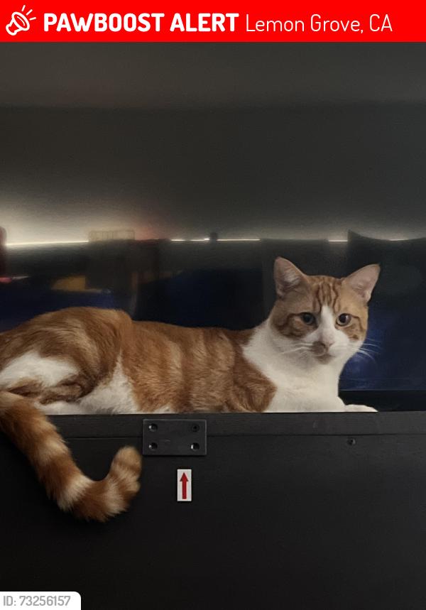 Lost Male Cat last seen Colfax dr, Lemon Grove, CA 91945