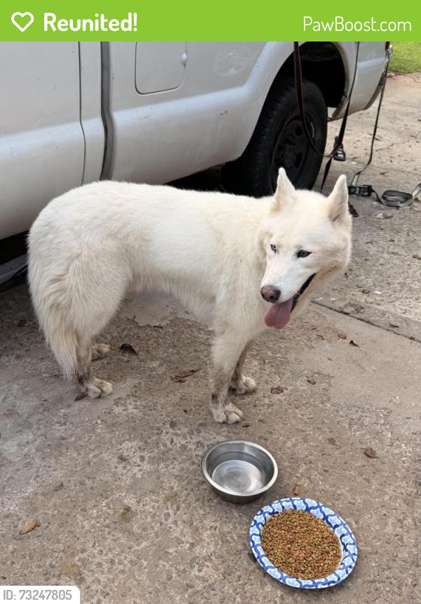 Reunited Male Dog last seen My hse, Duluth, GA 30096
