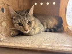 Shelter Stray Female Cat last seen Near BLOCK BUCHANAN ST, RIVERSIDE CA 92503, 6851 Van Buren Boulevard, Jurupa Valley, CA 92509, USA