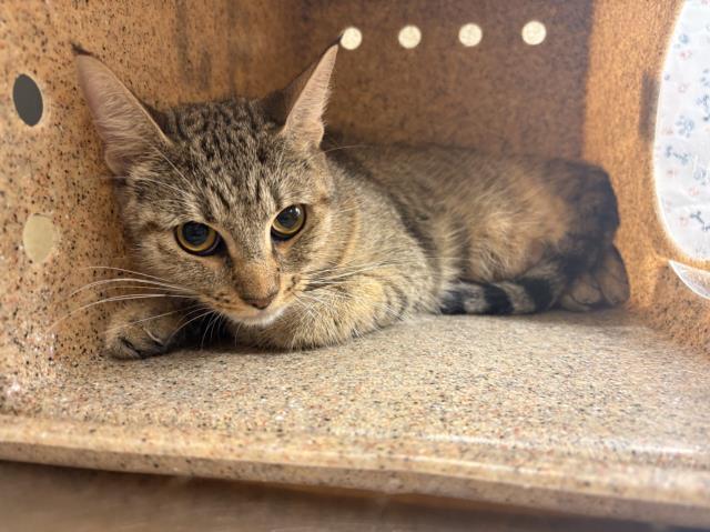 Shelter Stray Female Cat last seen Near BLOCK BUCHANAN ST, RIVERSIDE CA 92503, 6851 Van Buren Boulevard, Jurupa Valley, CA 92509, USA