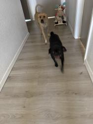 Reunited Unknown Dog last seen Red Sails Dr, El Paso, TX 79936, USA, El Paso, TX 79936