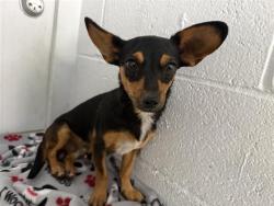 Shelter Stray Male Dog last seen BRADFORD DR & 25TH AVE, 2127 Front St, Sacramento, CA 95818, USA